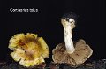 Cortinarius talus-amf564